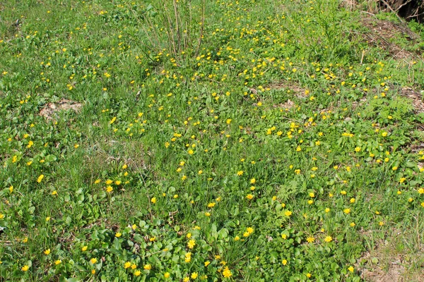 Flores de mariposas amarillas en un prado verde — Foto de Stock