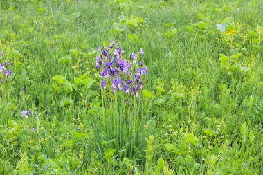 Vahşi mavi süsen çiçekleri