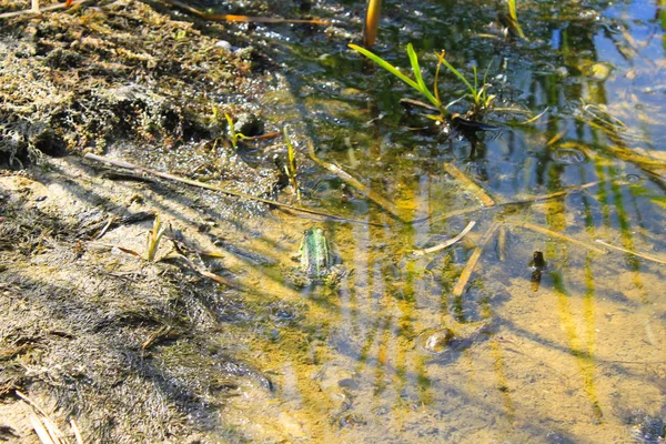 Ranas en el pantano —  Fotos de Stock