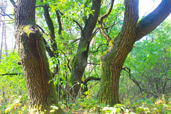 Wysokie zielone drzewa w lesie liściastych — Zdjęcie stockowe