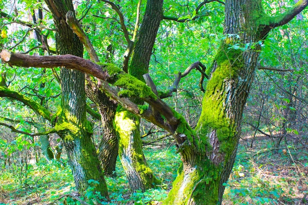 Hoge groene bomen in een loof bos — Stockfoto