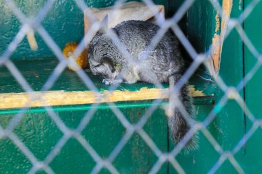 çinçilla Kafesteki