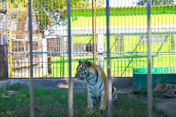 Tigre en una jaula — Foto de Stock