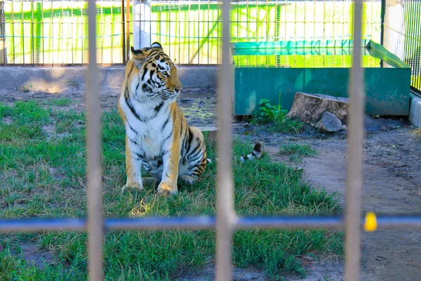Tigre dans une cage — Photo