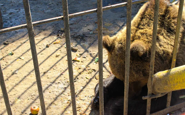 Urso em uma jaula — Fotografia de Stock