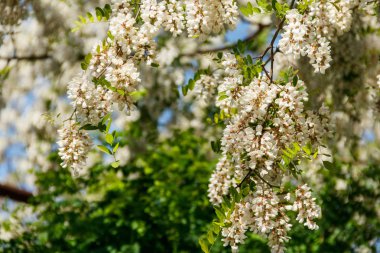 Beyaz akasya çiçek çekim (Robinia pseudoacacia). Akasya ağacı 
