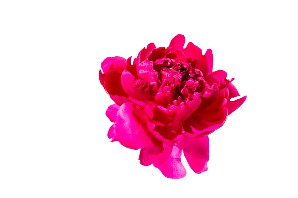 Flor de peonía rosa aislada sobre fondo blanco — Foto de Stock