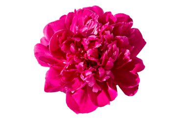 Beyaz arkaplanda izole edilmiş pembe şakayık çiçeği