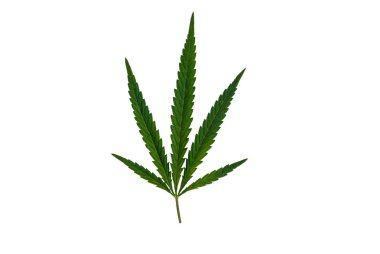 Beyaz arkaplanda yeşil kenevir yaprağı izole