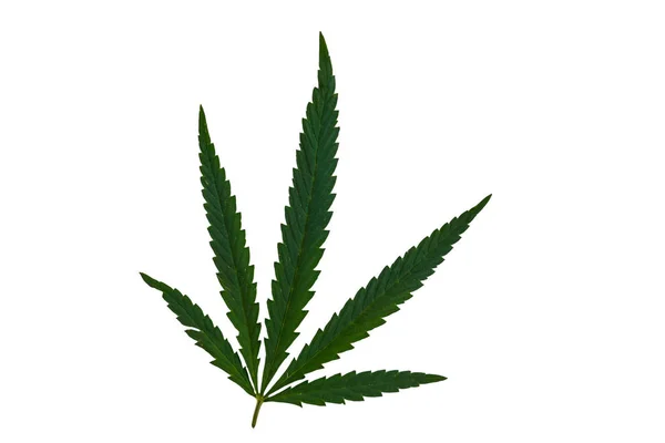 Green cannabis leaf isolated on white background — Stock Photo, Image