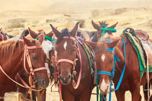 Cavalli sellati nel deserto arabo, Egitto — Foto Stock