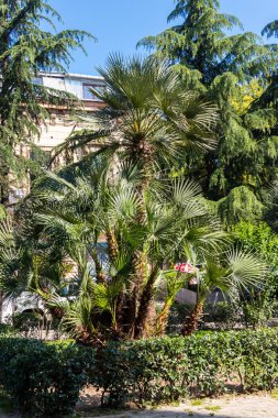 Park Trachycarpus fortunei (Chusan palm veya yel değirmeni palmiye)