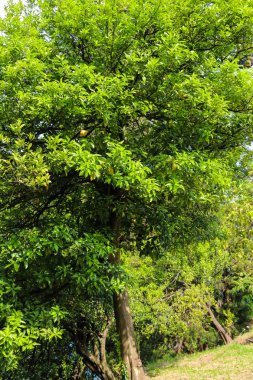 Bahçede olgun meyve ile güzel narenciye ağacı