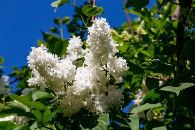 Bir Bush Beyaz leylak çiçekler