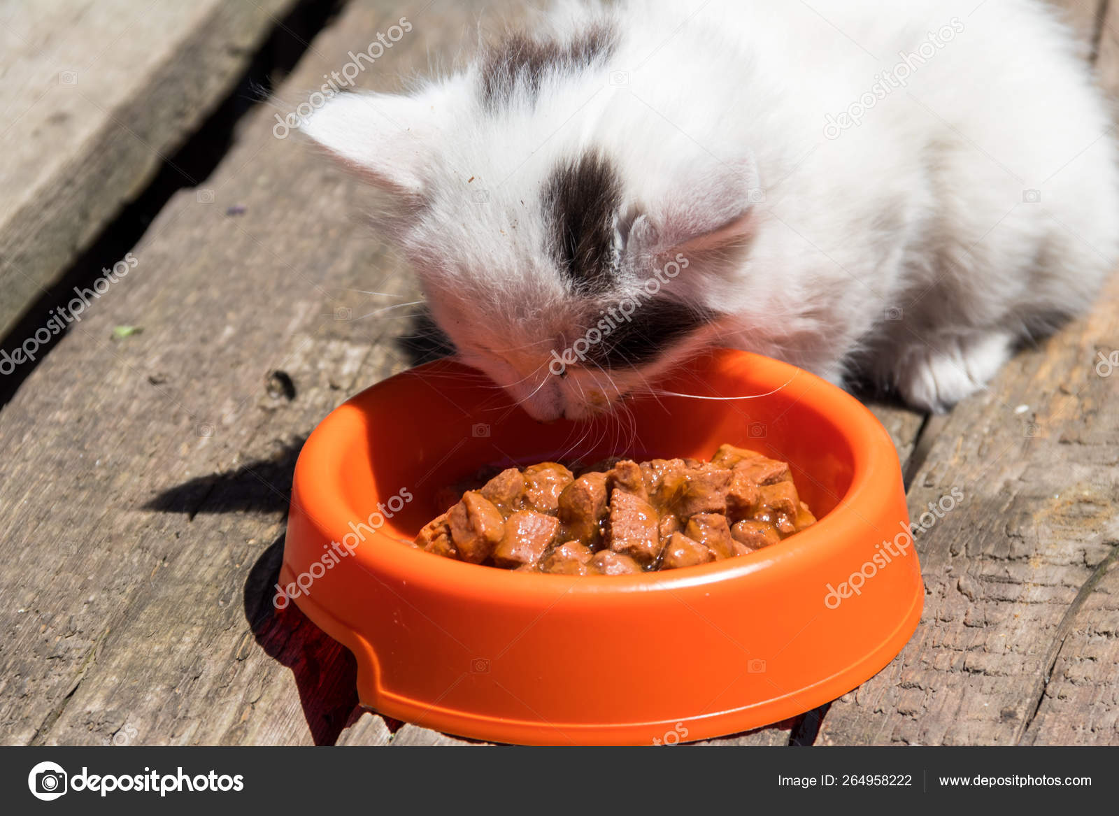 cute kitten eating