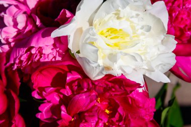 Şakayık yakın çekim güzel çiçek Buket