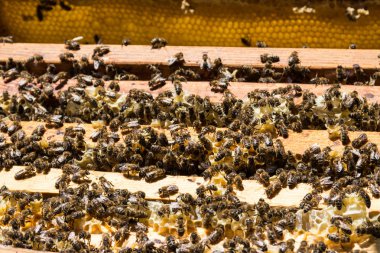 Arıları bir kovan petek karesinde