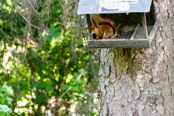 Esquilo comendo comida de alimentador em uma árvore — Fotografia de Stock