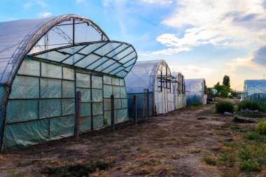 Sebze yetiştirmek için plastik bir sera olarak Polietilen tünel