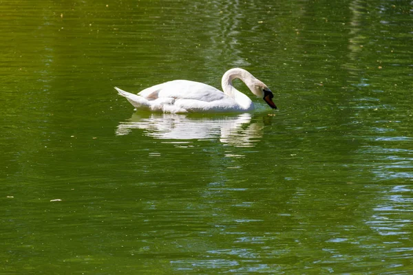 Bílá labuť plave na jezeře — Stock fotografie