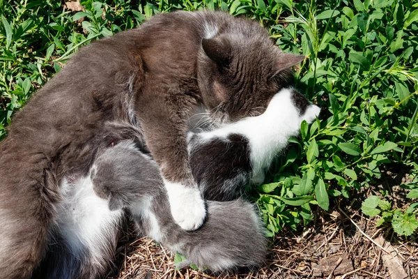 Kot karmienie jej małe kociaki, Układanie na zielonej trawie — Zdjęcie stockowe