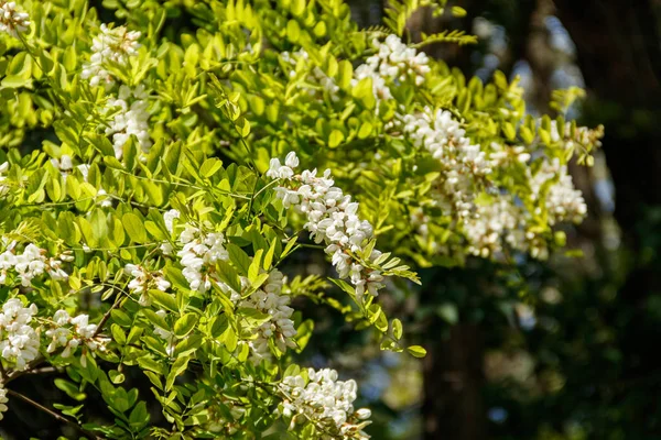 White acacia flower closeup (Robinia pseudoacacia). Acacia tree