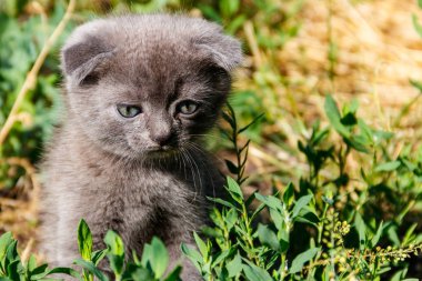 Yeşil çimenlerin üzerinde gri İskoç Fold yavru kedi