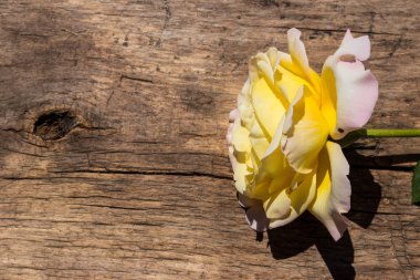 Kırsal arka planda güzel sarı bir gül