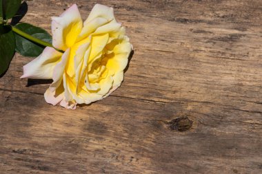 Kırsal arka planda güzel sarı bir gül