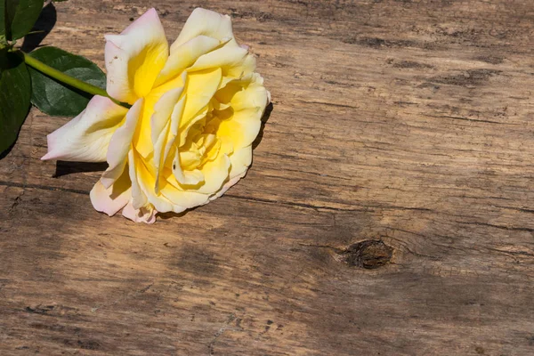 Kırsal arka planda güzel sarı bir gül