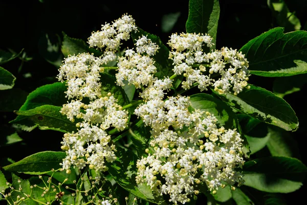 Vita blommor av svart fläder träd (Sambucus nigra) close-u — Stockfoto