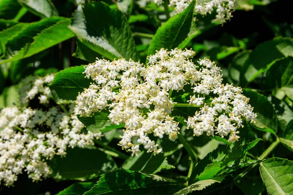 Vit blomma av Svart fläder träd (Sambucus nigra) Närbild — Stockfoto