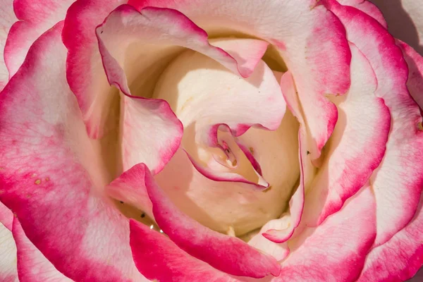 Close-up of the beautiful pink rose — Stock Photo, Image