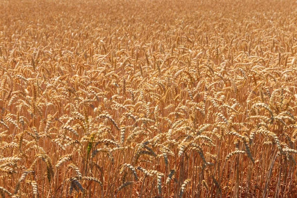Campo di grano dorato maturo primo piano — Foto Stock