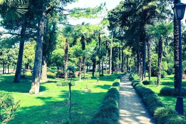 Batum, Georgia'daki yeşil parkın içinden patika. Tonlu fotoğraf