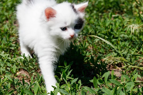 Μικρό γατάκι στο πράσινο γρασίδι — Φωτογραφία Αρχείου