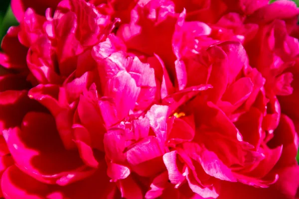 Primer plano de hermosa flor de peonía rosa — Foto de Stock