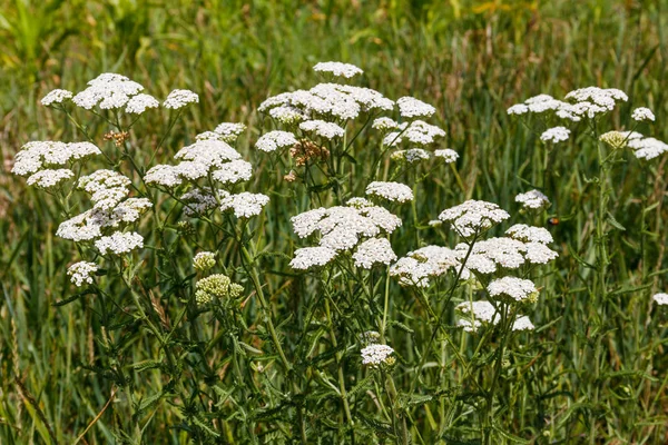 White yarrow flower (Achillea millefolium). Medicinal plant