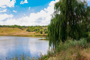 Ağlayan söğüt ağacı veya Babil söğüt (Salix Babylonica)