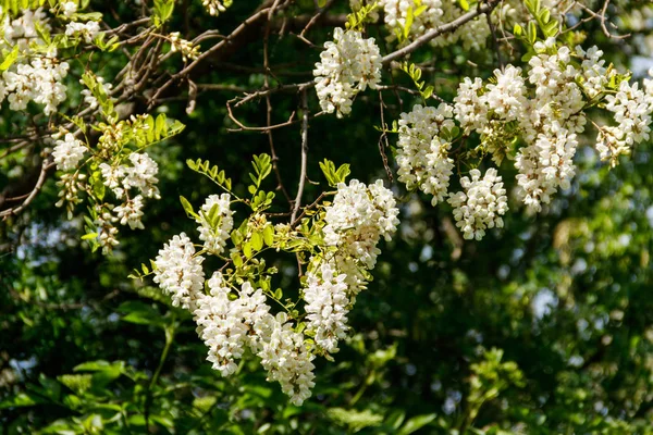 Fecho de flores de acácia branca (Robinia pseudoacacia). Acácia árvore — Fotografia de Stock