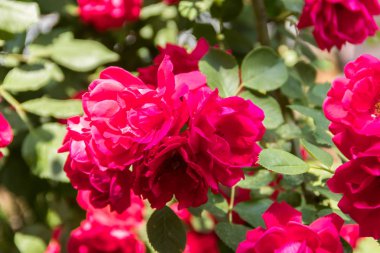 Bahçede kırmızı gül güzel çalı