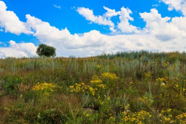 Tepede tek ağaç, yeşil çayır ve mavi gökyüzü ile Yaz manzara