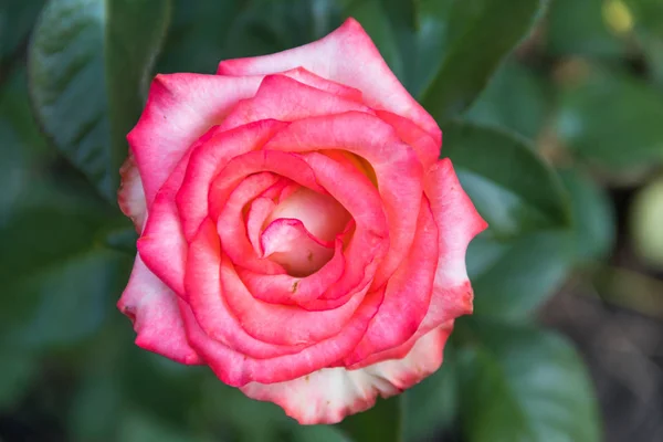 Hermosa rosa rosa en el macizo de flores en el jardín —  Fotos de Stock