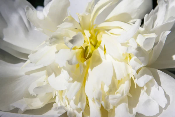 Крупним планом красива біла квітка півонії — стокове фото