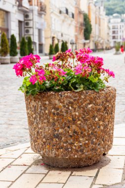 Kırmızı sardunya çiçekli büyük bir saksı. Sokak dekorasyonu. 