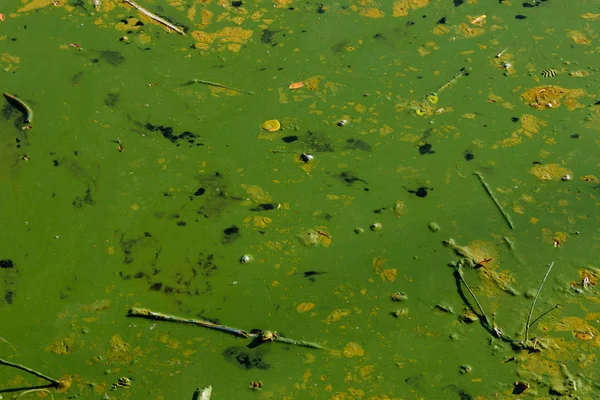 Agua verde floreciente. Algas verdes contaminadas río — Foto de Stock