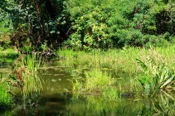 Palude nel verde bosco deciduo in estate — Foto Stock