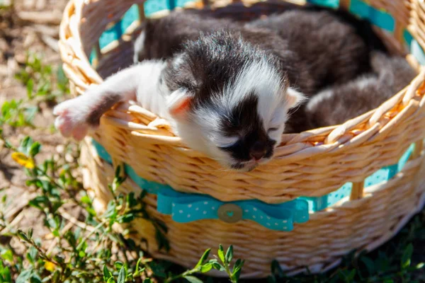 Los gatitos pequeños en la cesta sobre la hierba verde — Foto de Stock