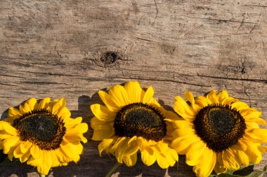 Ahşap arka plan üzerinde dekoratif ayçiçeği