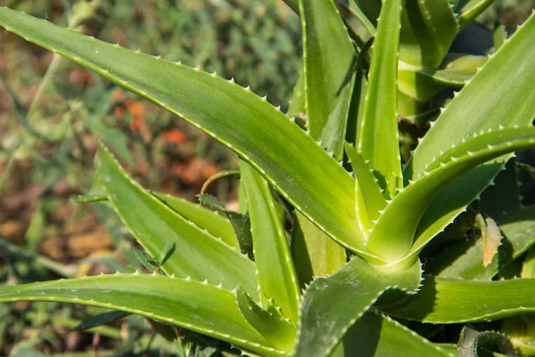 Close-up da planta verde aloe vera — Fotografia de Stock